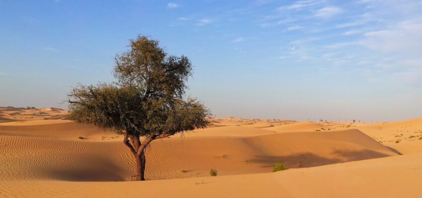 Sauvegarde désactivée

**Texte original :**
Un arbre solitaire se dresse dans un vaste désert avec des dunes de sable ondulantes sous un ciel bleu clair.

**Reformulation demandée (8 à 10 mots, incluant le titre de la page et conditions précises) :**

