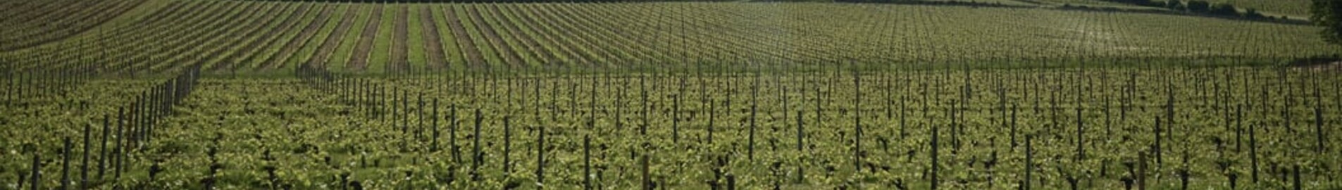 Vue vignoble Bordeaux Mérignac, collines pittoresques.