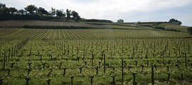 Vue vignoble Bordeaux Mérignac, collines pittoresques.