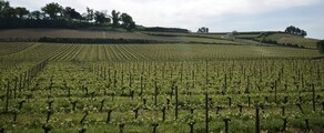 Vue vignoble Bordeaux Mérignac, collines pittoresques.