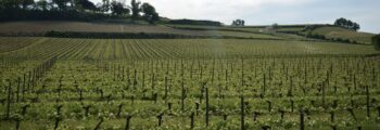 Vue vignoble Bordeaux Mérignac, collines pittoresques.