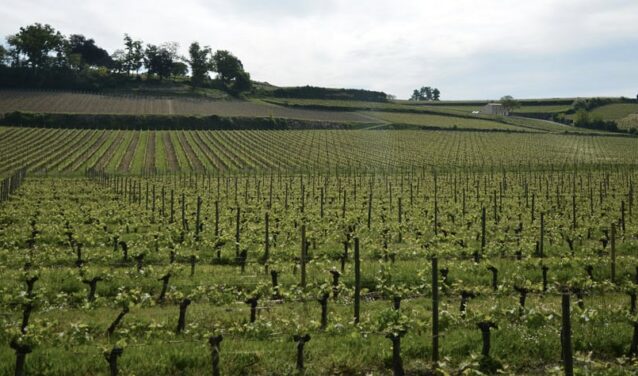 Vue vignoble Bordeaux Mérignac, collines pittoresques.