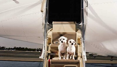 chien sur les marches d'un jet privé