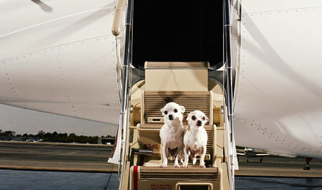 chien sur les marches d'un jet privé