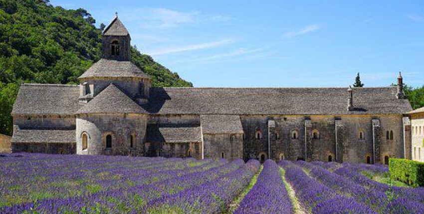 champs de lavande à Avignon