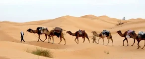 tunisie désert chameaux
