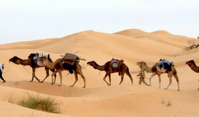 tunisie désert chameaux