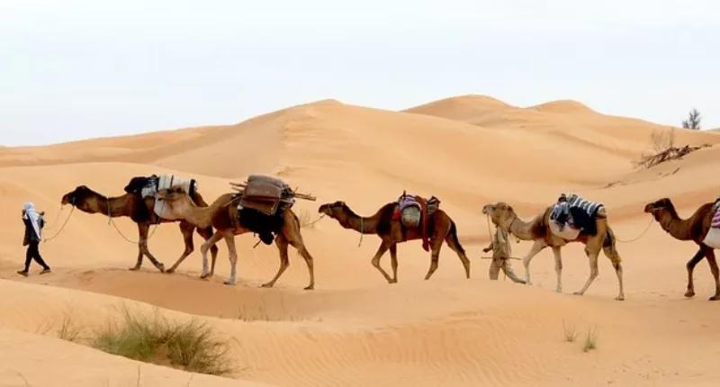 tunisie désert chameaux