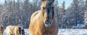 Yakutsk : location de jet privé