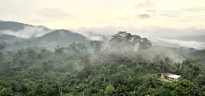 congo forêt