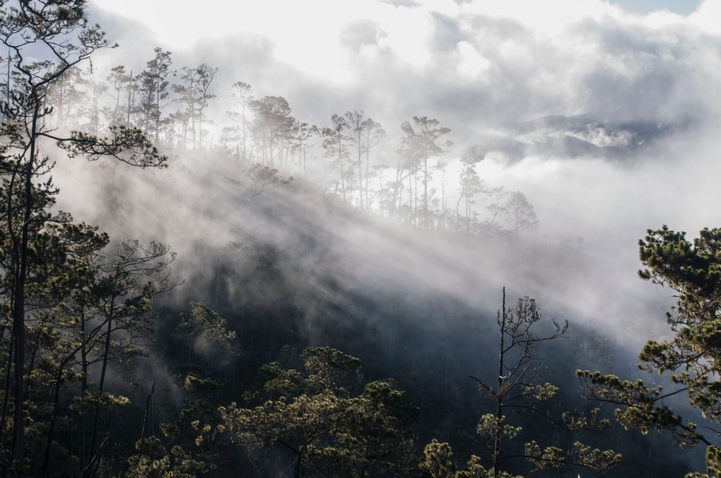 forêt Congo