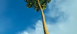 kinshasa-location-de-jet-privé
