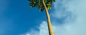 kinshasa-location-de-jet-privé