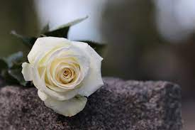 rose blanche sur pierre en marbre