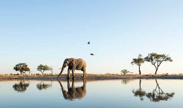 elephant Afrique