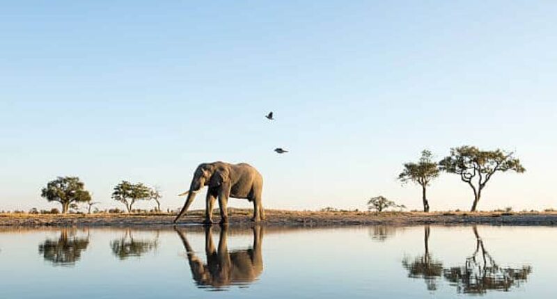 elephant Afrique