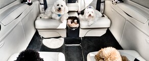 location de jet privé : Chiens profitant de leur vol luxe.