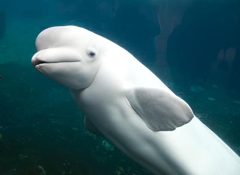 Beluga whale underwater close up.