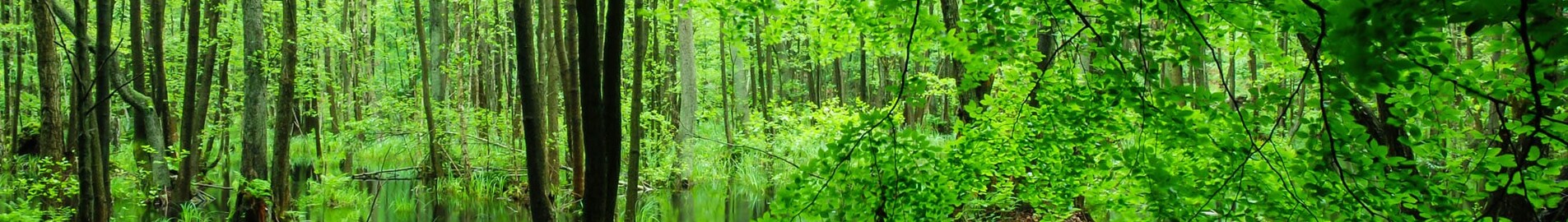 Schorfheide