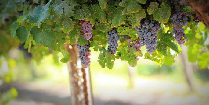 vignes avec grappes de raisins