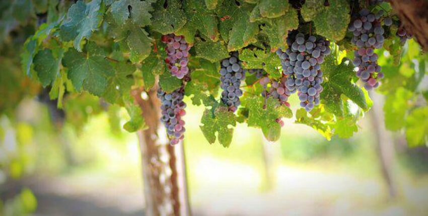 vignes avec grappes de raisins