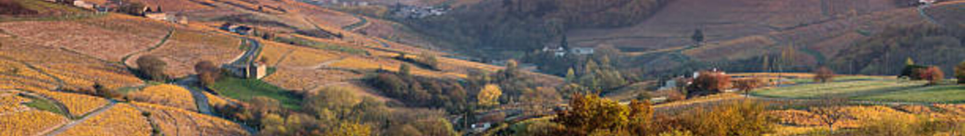 Vignobles en région Beaujolais au couché du soleil