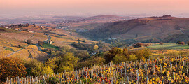 Vignobles en région Beaujolais au couché du soleil