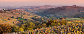 Vignobles en région Beaujolais au couché du soleil