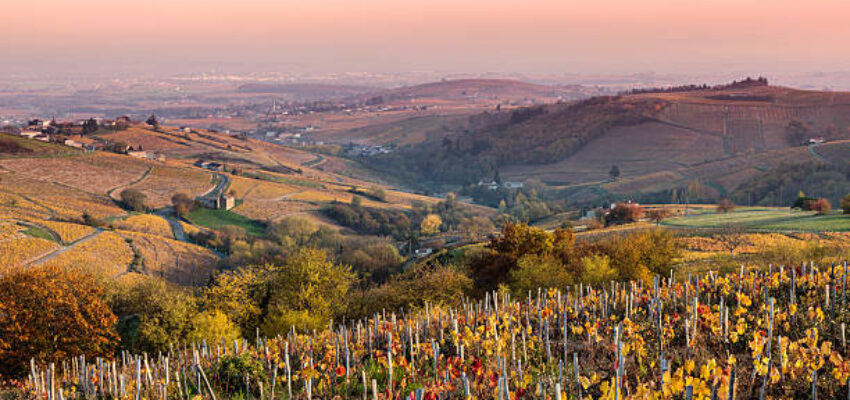 Vignobles en région Beaujolais au couché du soleil
