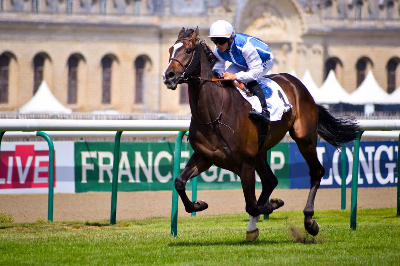 Le transport de chevaux en avion cargo AEROAFFAIRES