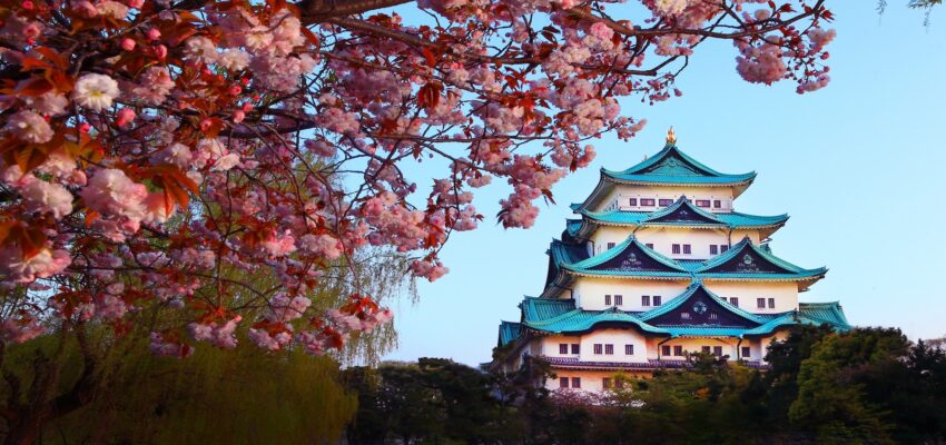 Nagoya,Castle,And,Cherry,Blossom,Season