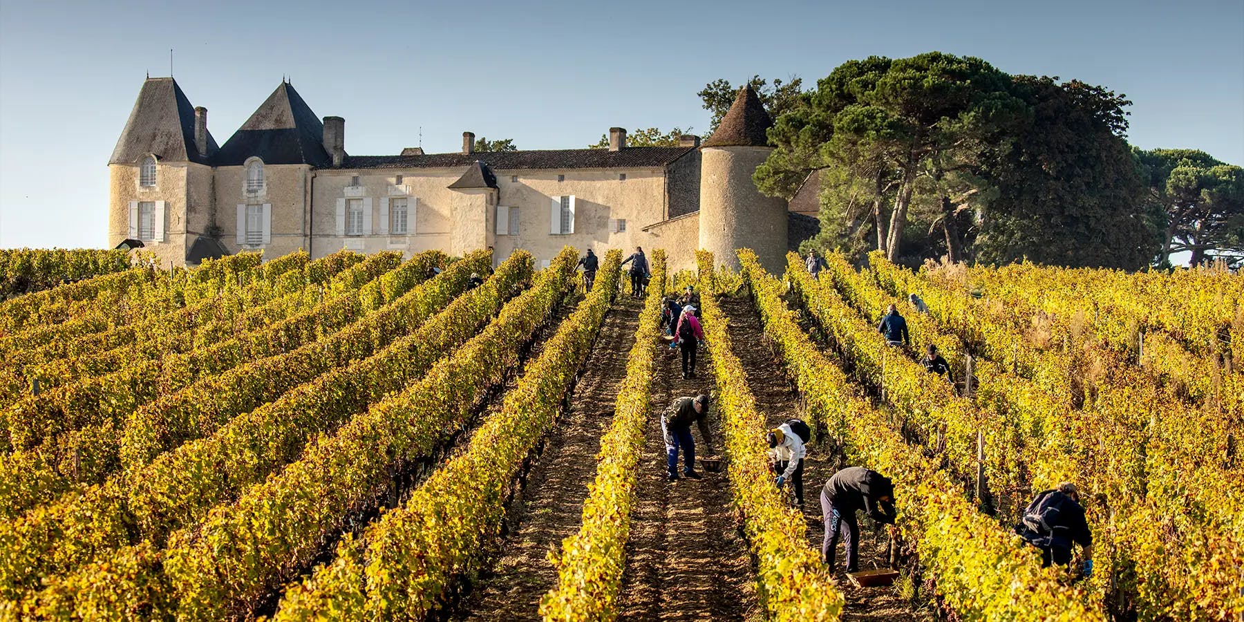 Bordeaux High Quality French Vineyard In France Best Vineyards To