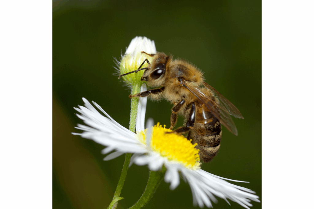 BEE (1)